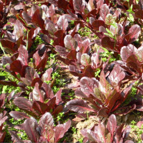 Red Leaf Beetroot & Beet Seeds