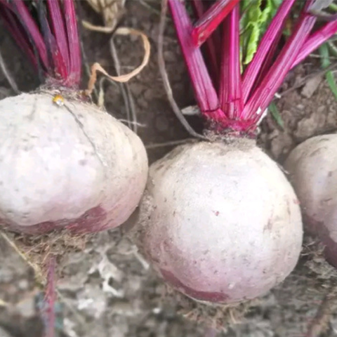 Red Beetroot & Beet Seeds