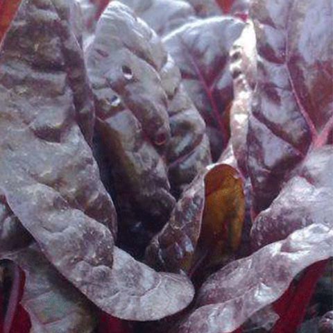 Red Leaf Beetroot & Beet Seeds