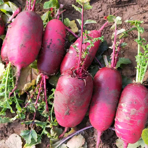 Red Radish Seeds