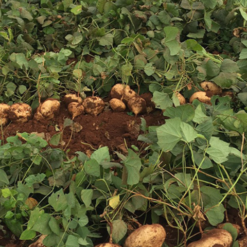 Pachyrhizus Erosus Seeds